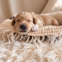 Magnolia - Brown female Bernedoodle puppy in Travelers Rest, South Carolina from Bernedoodle.do