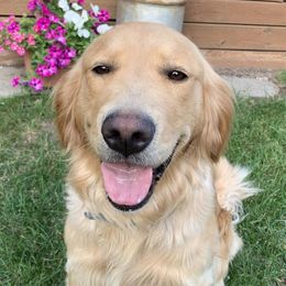 Summer - Golden Retriever