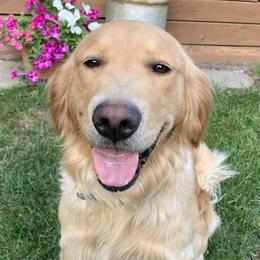 Summer - Golden Retriever