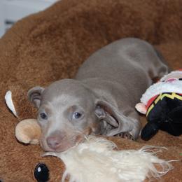 Lucky - Fawn (Isabella) male Dachshund puppy in Victorville, California from Wirz’s Weens