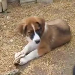 English Shepherd Puppies from Damato's English Shepherds