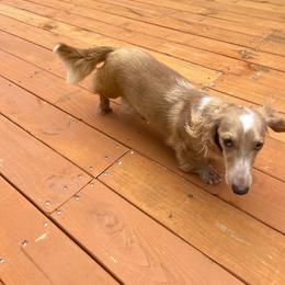 Loveland - Dachshund