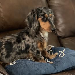 Hazel - Dachshund