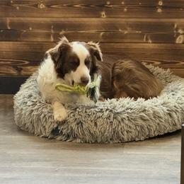 Australian Shepherd puppies from Creekside Aussies