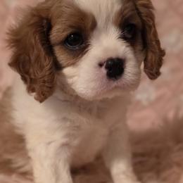 Cavalier King Charles Spaniel puppies from Puppyloversplace