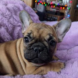 Merry Akc - Fawn female French Bulldog puppy in Solway, Minnesota from PcFrenchies