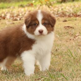Mocha - Australian Shepherd puppy from Silverbrook Australian Shepherds