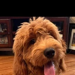Aussiedoodle and Goldendoodle All Grown Up from Hunting Creek Kennels