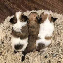 Chihuahua Puppies from BonBon Chihuahuas