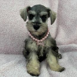 Josie Female 4 - Salt and pepper female Miniature Schnauzer puppy in Pageland, South Carolina from New Haven Farms