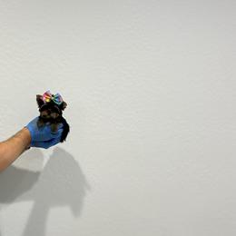 Yorkshire Terrier Puppies from Enchanted Yorkies