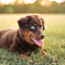Rip - Red tri male Miniature Australian Shepherd puppy in Yantis, Texas from Marie Mini Aussies