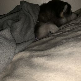 Siberian Husky Puppies from Betty's Huskies