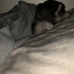 Siberian Husky Puppies from Betty's Huskies