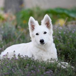 Berger Blanc Suisse and German Shepherd Puppies from Scenic Creek German Shepherds and White Swiss Shepherds
