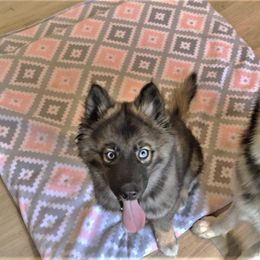 Siberian Husky Puppies from Blue Moon Siberian Husky Haven