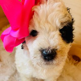 Libby - Black and white female Bernedoodle puppy in Allegan, Michigan from Sand Creek Bernedoodles