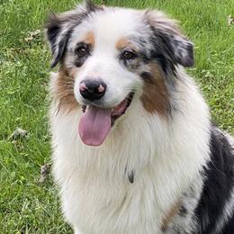 Jonnie - Australian Shepherd
