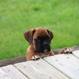 Belle - Fawn female Boxer puppy in Pennsylvania from Anthony's Boxers