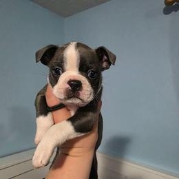 Gus (Churro) - Blue male Boston Terrier puppy in Columbus, Ohio from Bryn's AKC Bostons