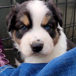 Boone - Black tri-color male Australian Shepherd puppy in Belews Creek, North Carolina from Tilley's Aussies