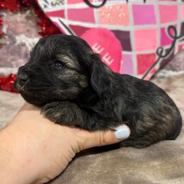 Samson - Salt and pepper male Miniature Schnauzer puppy in Lufkin, Texas from C&K’s Schnauzer House