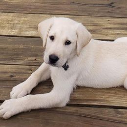Labrador Retrievers from Bayou Dixieland Labrador Retrievers kennel
