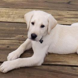 Labrador Retrievers from Bayou Dixieland Labrador Retrievers kennel