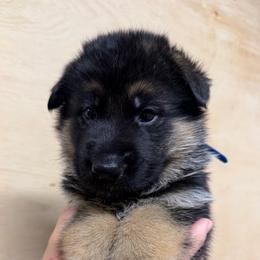 Blue collar - Black and red male German Shepherd puppy in Pana, Illinois from von Fenja German Shepherd Dogs