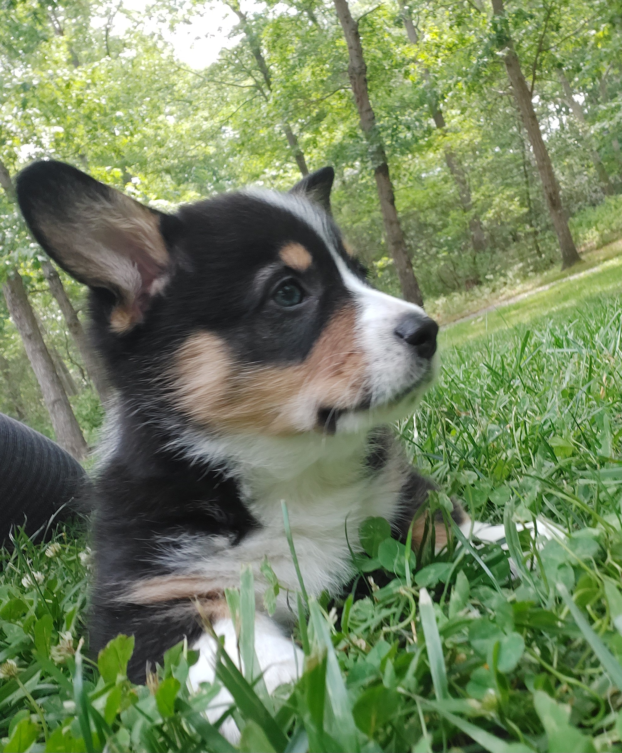 Pembroke Welsh Corgi Puppies from River Run Farm Kennels