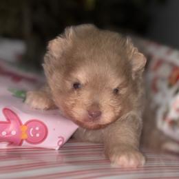 Lavender - Lavender male Pomeranian puppy in Fayetteville, North Carolina from Tar-heel Poms