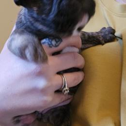 French Bulldog Puppies from Electric City Frenchies