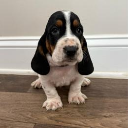 Black - Black brown and white male Basset Hound puppy in Douglas, Georgia from Huffer Hounds and Havanese
