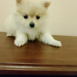 Duke - Cream male Pomeranian puppy in Amarillo, Texas from Jamie's Pomeranians
