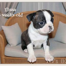 Illissa - Black brindle and white female Boston Terrier puppy in North Central, Vermont from Windy Valley’s Bostons