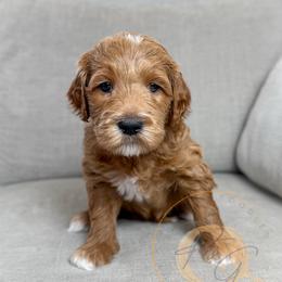 Syrah (yellow collar) - Apricot female Goldendoodle puppy in Murrieta, California from Apricot Poodles & Goldendoodles, LLC