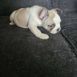 Gaston - French Bulldog puppy from QC Finest Frenchies & Brussels