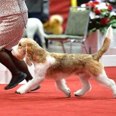 English Springer Spaniels and Grand Basset Griffon Vendeens from Crossroad Springers
