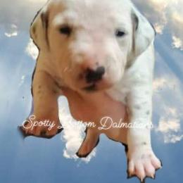 Dalmatian Puppies from Spotty Bottom Dalmatians