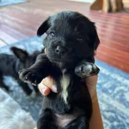 Black Female 2 - Black female Yorkipoo puppy in Topeka, Kansas from Bayless Yorkiepoos