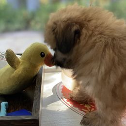 Shih Tzu Puppies from Once in a Lifetime Shih Tzu