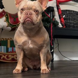 Luma - French Bulldog