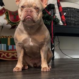 Luma - French Bulldog