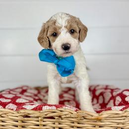 Sea Salt - Turquoise Collar - Parti female Goldendoodle puppy in The Woodlands, Texas from Golden Fields Doodles