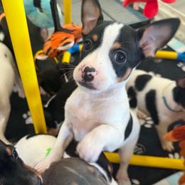 Rigel - White black and tan male Rat Terrier puppy in Molalla, Oregon from The Puppy Patch Rat Terriers