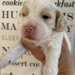 Boy 1 - Cream male Cockapoo puppy in Carlotta, California from Lost Coast Bernese Mountain Dogs