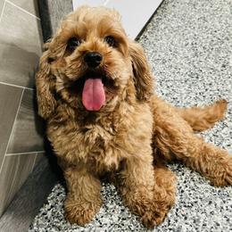 Cavapoo puppies from Ohio Puppy Paws