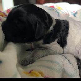 Clover - Black roan female German Shorthaired Pointer puppy in Enfield, North Carolina from Fishing Creek GSP