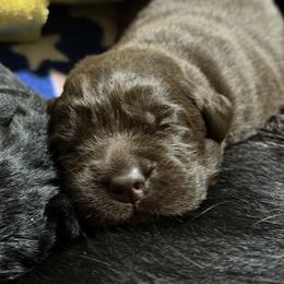Chocolate Boy - Blue Collar - Chocolate male Labrador Retriever puppy in Malabar, Florida from Mythic Labradors, LLC