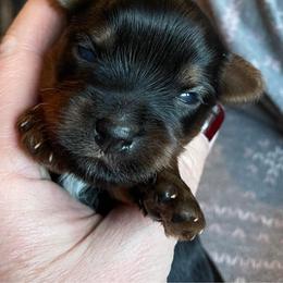 Yorkshire Terrier Puppies from Wagsly Yorkie Puppies